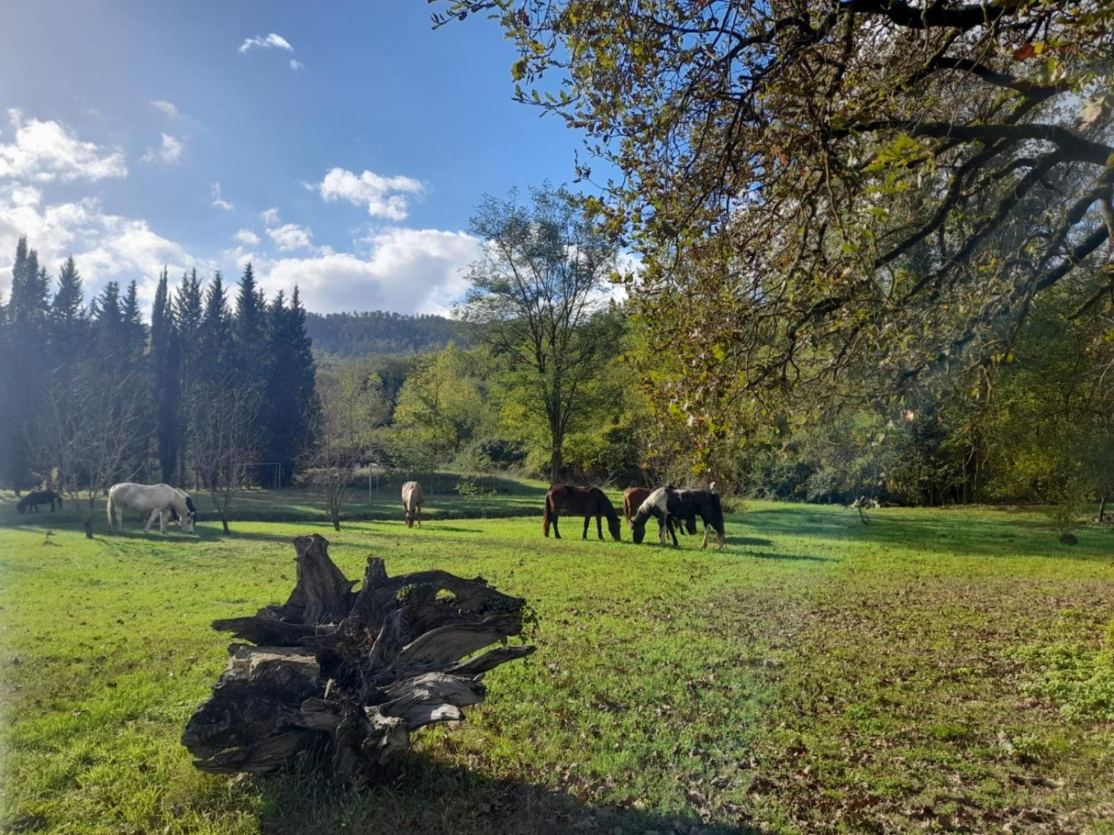 La Casella Antico Feudo Di Campagna Ficulle Экстерьер фото